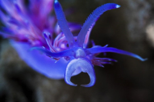Flabellina affinis by Raffaele Livornese 